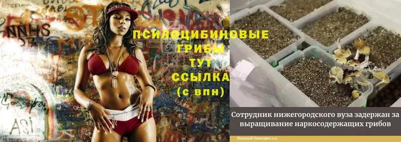 Галлюциногенные грибы MAGIC MUSHROOMS  blacksprut   Кулебаки 